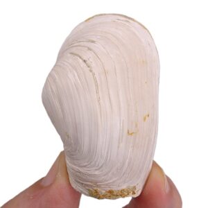 Mya truncata