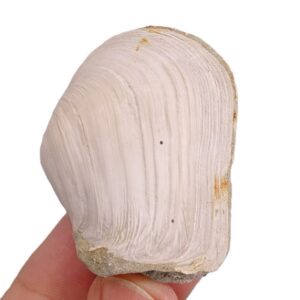 Mya truncata