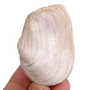 Mya truncata