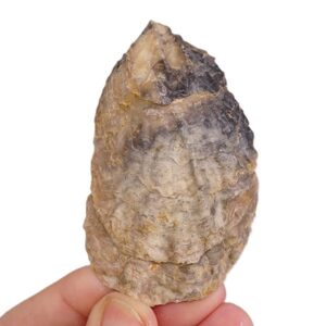 Ostrea (Ostrea) edulis lamellosa