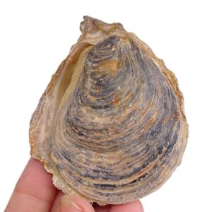 Ostrea (Ostrea) edulis lamellosa