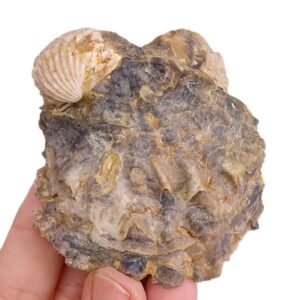 Ostrea (Ostrea) edulis lamellosa