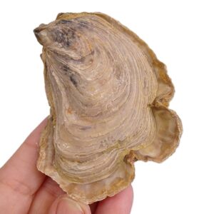 Ostrea (Ostrea) edulis lamellosa