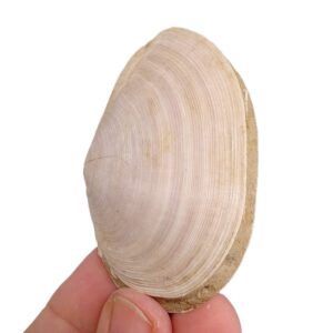 Tellina (Peronaea) planata