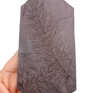 Asterophyllites equisetiformis