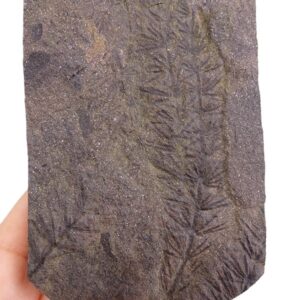 Asterophyllites equisetiformis