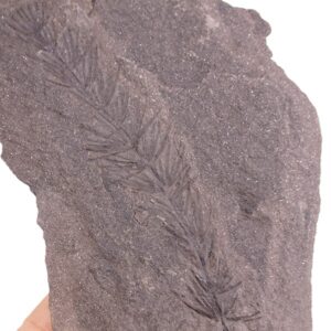 Asterophyllites equisetiformis