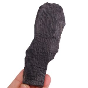 Calamites sp
