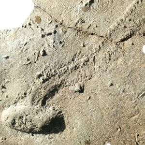Diplichnites sp.