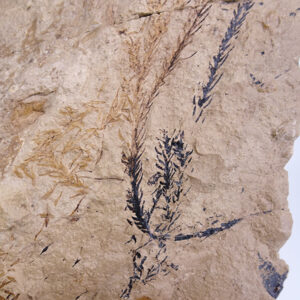 Doliostrombus taxiformis