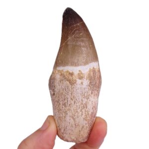 Prognathodon currii VENDIDO