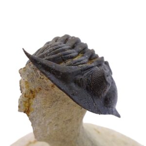 Metacanthina maderensis