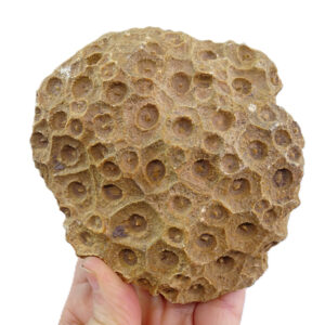 Hexagonaria hexagona