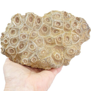 Hexagonaria hexagona