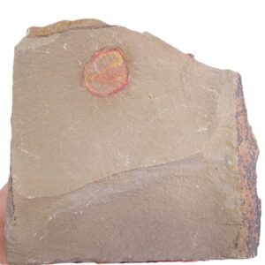 Enosiaspis hrungnir