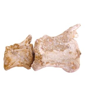 Spinosaurus aegyptiacus