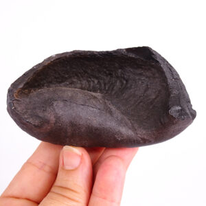 Balaenoptera floridana
