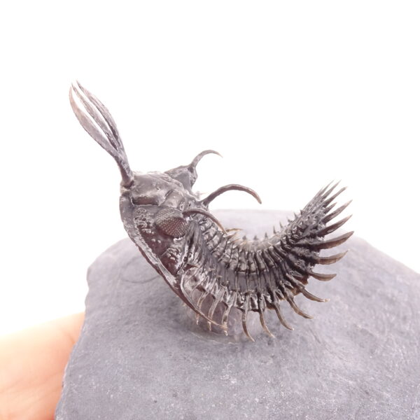 Walliserops lindoei - Imagen 11