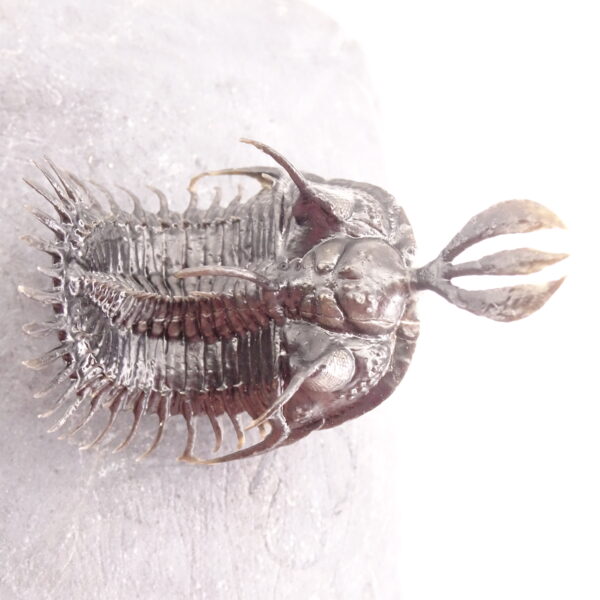 Walliserops lindoei - Imagen 7