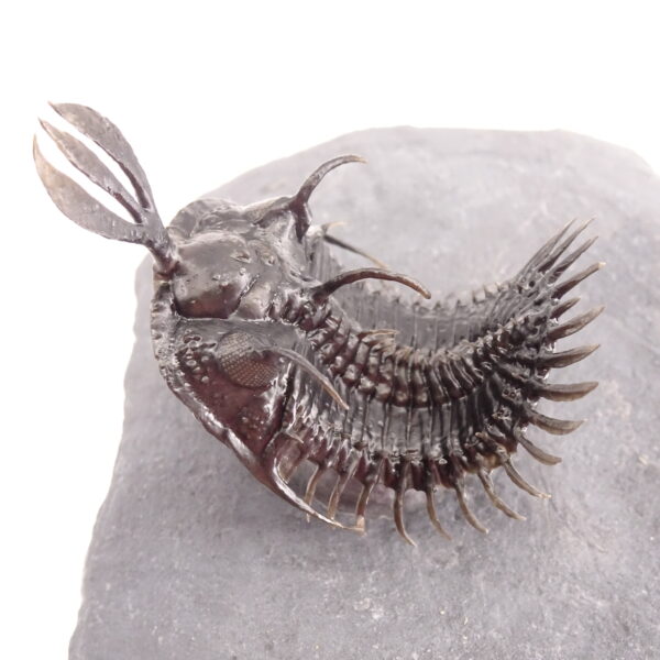 Walliserops lindoei - Imagen 6