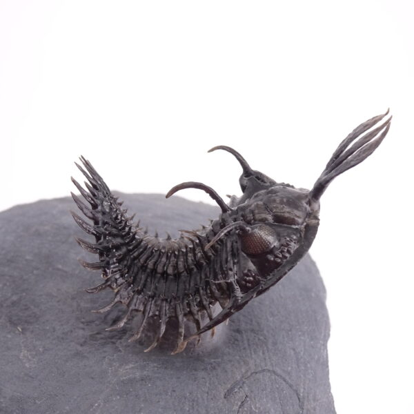 Walliserops lindoei - Imagen 5