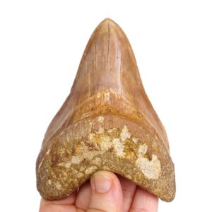 Carcharocles megalodon