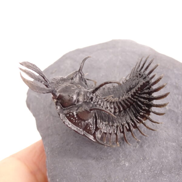 Walliserops lindoei - Imagen 4