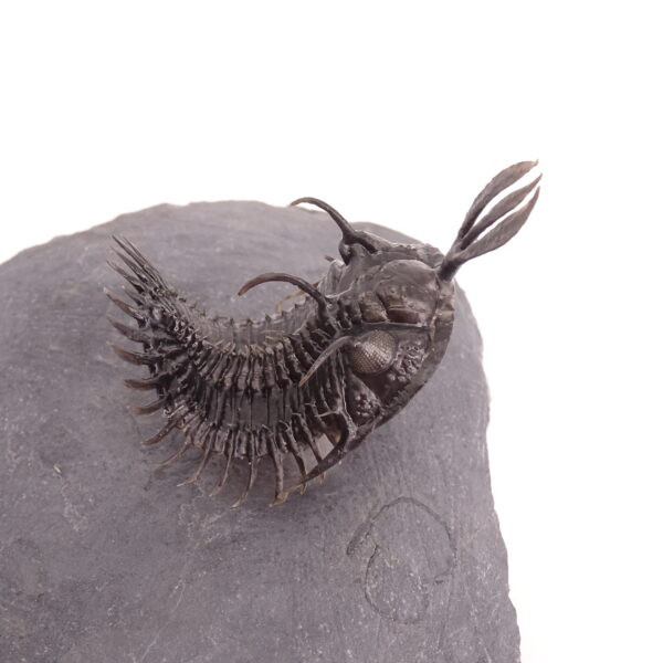Walliserops lindoei - Imagen 3
