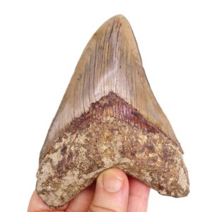Carcharocles megalodon