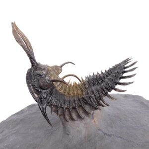 Walliserops lindoei
