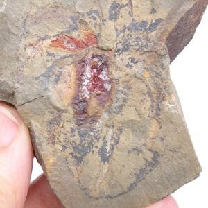 Furca mauritanica