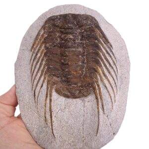 Selenopeltis buchi