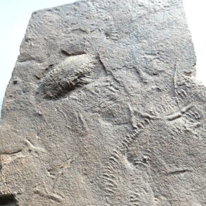 Diplichnites sp.