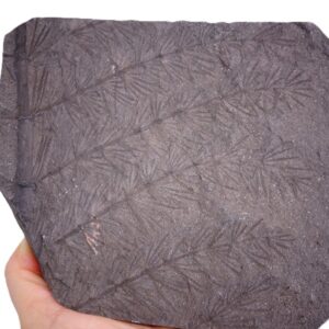 Asterophyllites equisetiformis