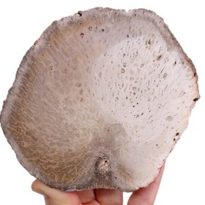 Psaronius brasiliensis