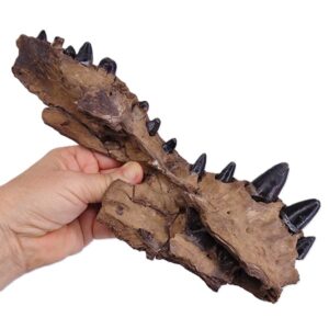 Alligator mississippiensis