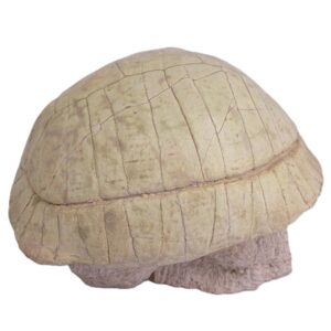 Stylemys nebrascensis
