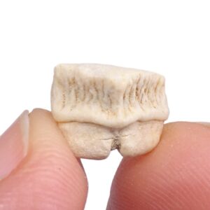 Rhombodus binkhorsti