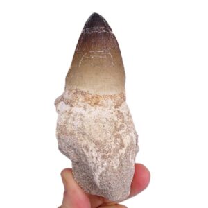 Prognathodon currii