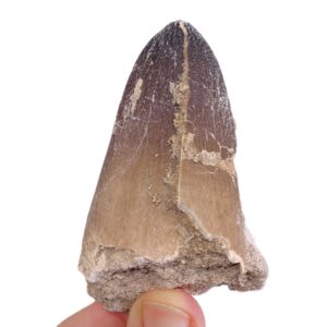Prognathodon currii