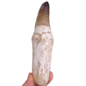 Prognathodon currii