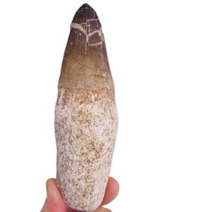 Prognathodon currii