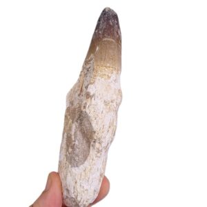 Prognathodon currii
