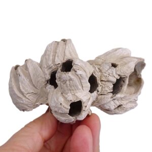 Balanus sp.