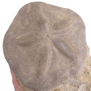 Clypeaster oblongus