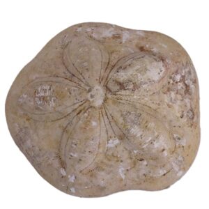 Clypeaster aegyptiacus