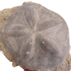 Clypeaster olisiponensis