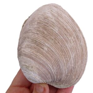 Mercenaria permagna