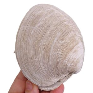 Mercenaria permagna