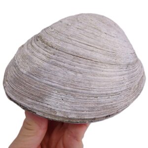 Mercenaria permagna